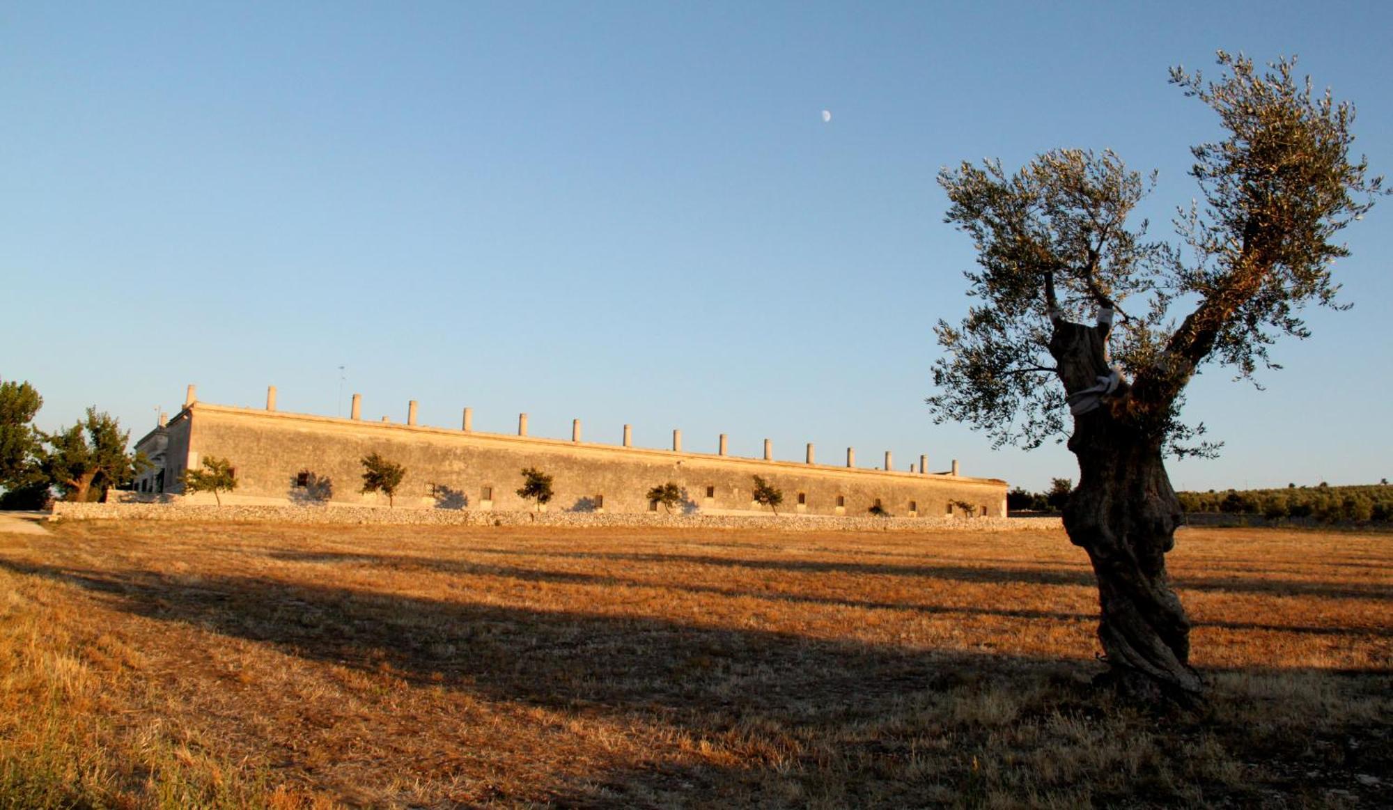 Lama Di Luna Biomasseria Montegrosso Kültér fotó